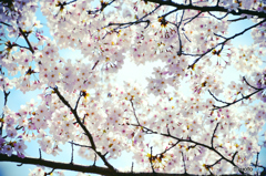 見上げれば桜