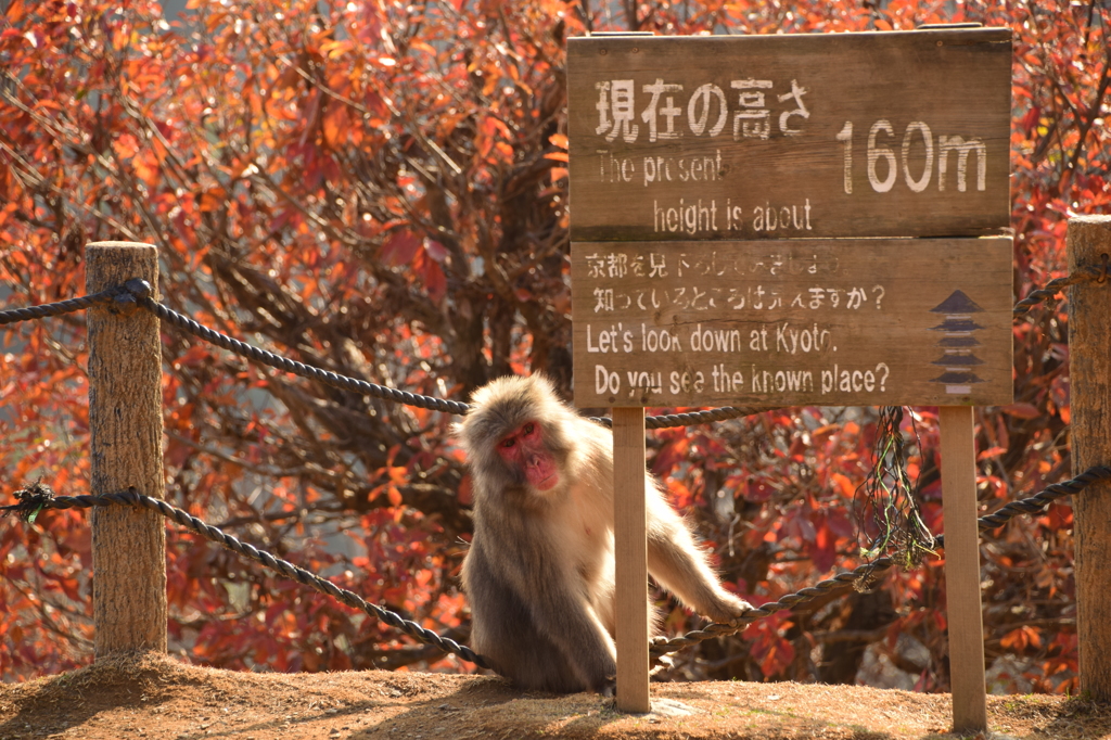 申年ですけど何か？