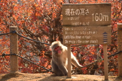申年ですけど何か？