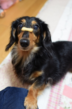 クロ