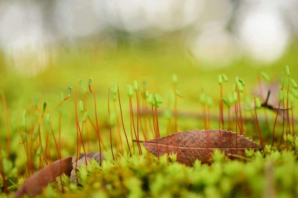 苔の朔