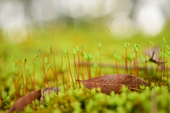 苔の朔