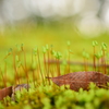 苔の朔