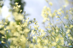 咲き終わりの菜の花