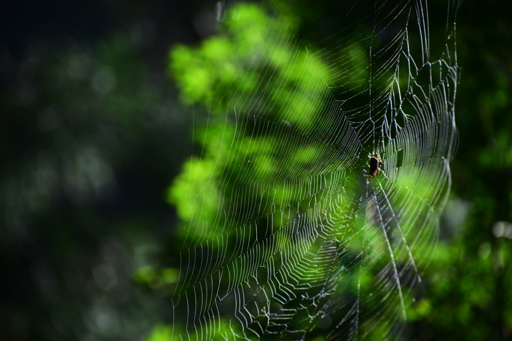 蜘蛛の糸