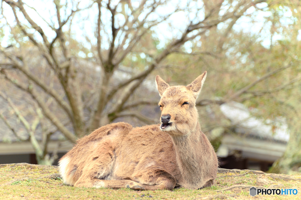 ほっこりする顔