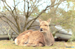 ほっこりする顔