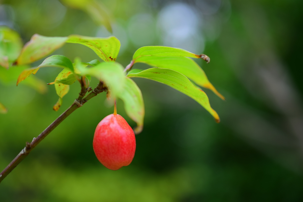 赤い実ひとつ