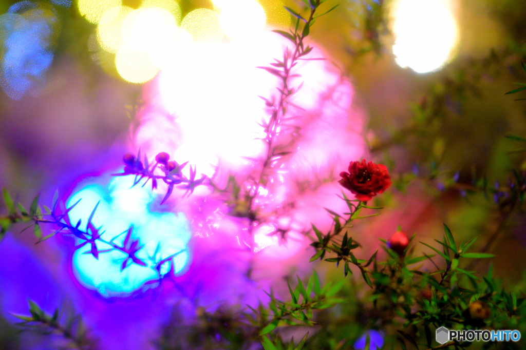 カラフルネオンに照らされて