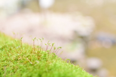 朔の芽生える季節