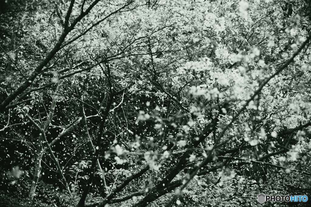 桜猛吹雪