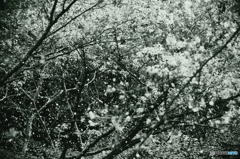桜猛吹雪