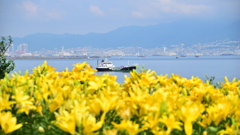 ゆりの海