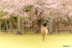歩み来る