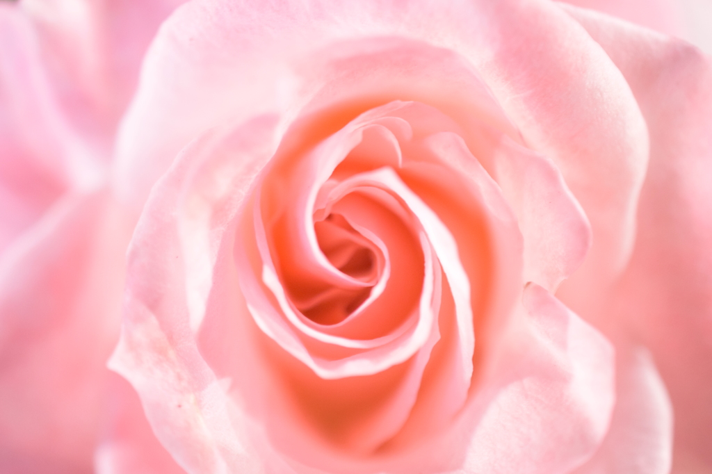 PinkRose