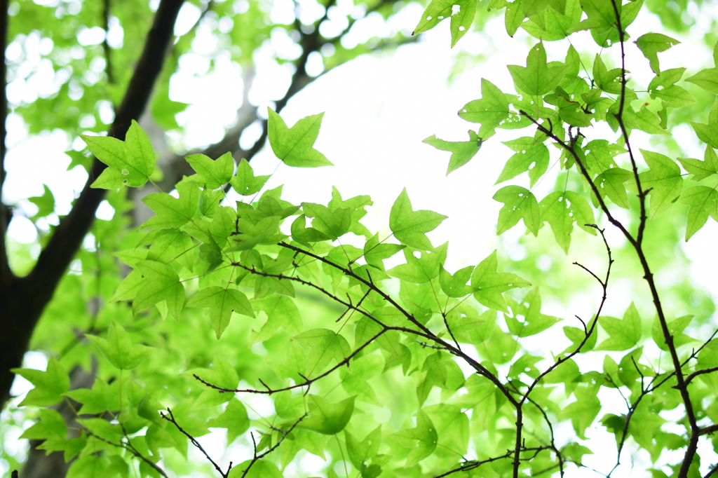 万緑の輝き