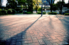 朝日に伸びる影