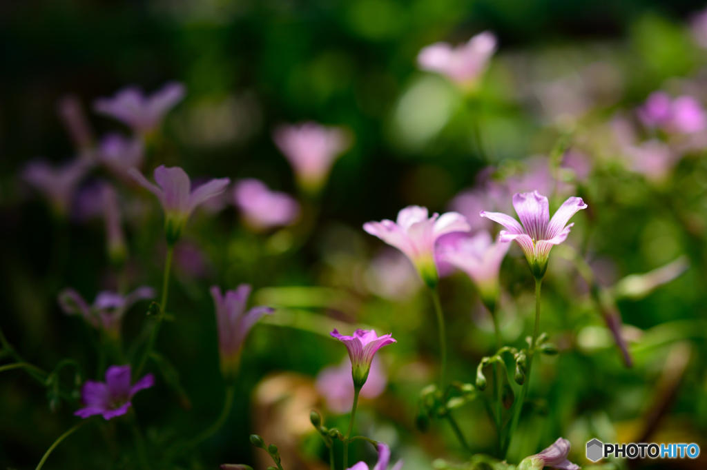 道端に華