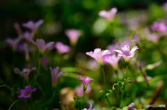 道端に華