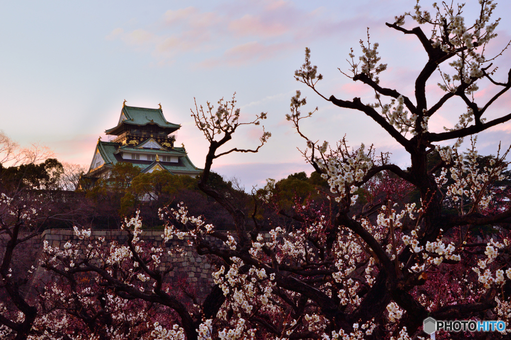 梅林と天守閣と夕暮れ