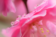 梅雨