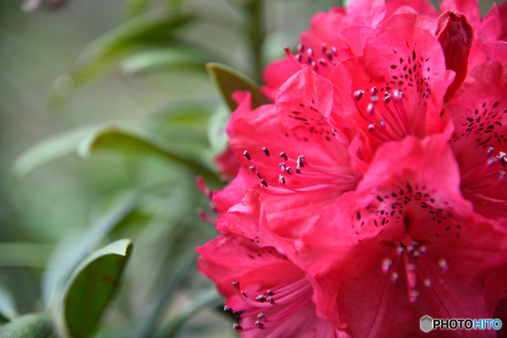 石楠花