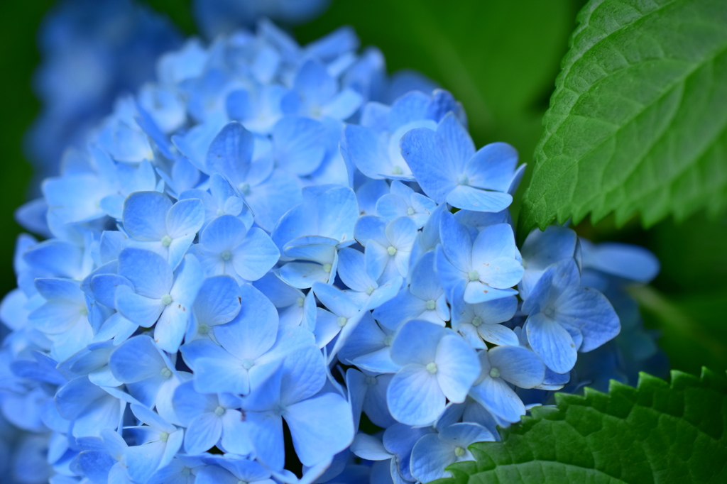 青い紫陽花が好き