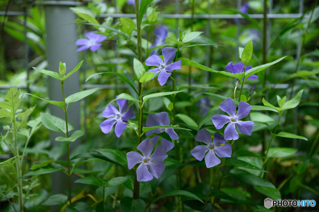 木陰でひっそり