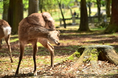 のんびり