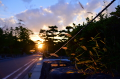 夕日と猫じゃらし