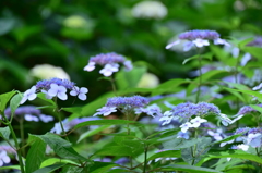額紫陽花