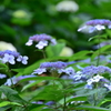 額紫陽花