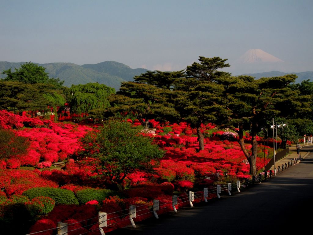 つつじ越しの富士山