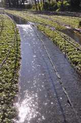 アルプスからの湧水