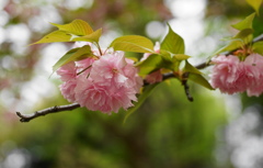 ボタン桜1