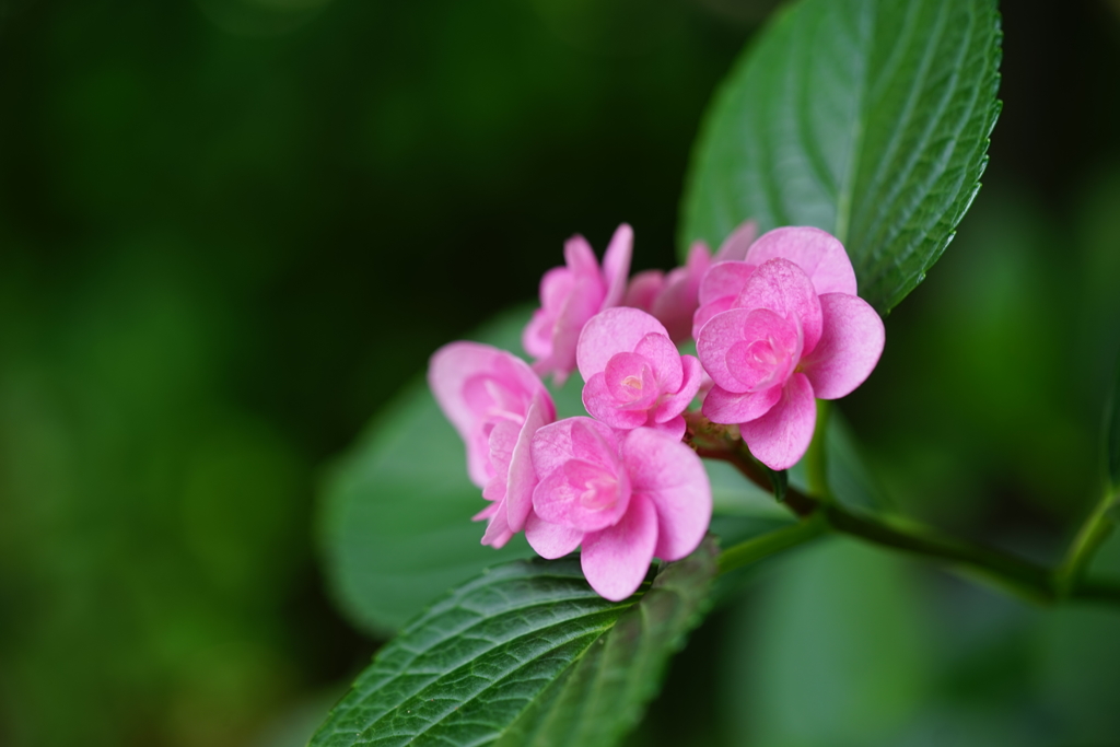 紫陽花色々1