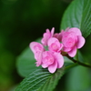 紫陽花色々1