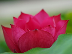 王冠