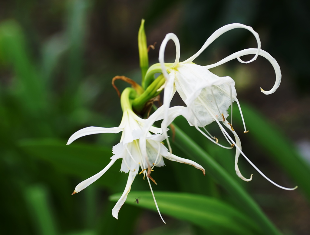 公園の花1