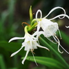 公園の花1