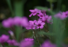 野の花　3