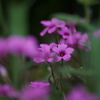 野の花　3