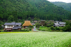 蕎麦畑2