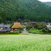 蕎麦畑2