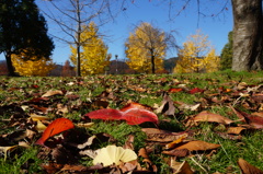 公園（6）