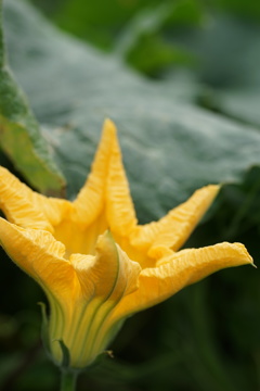夏の花7