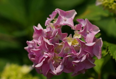 紫陽花