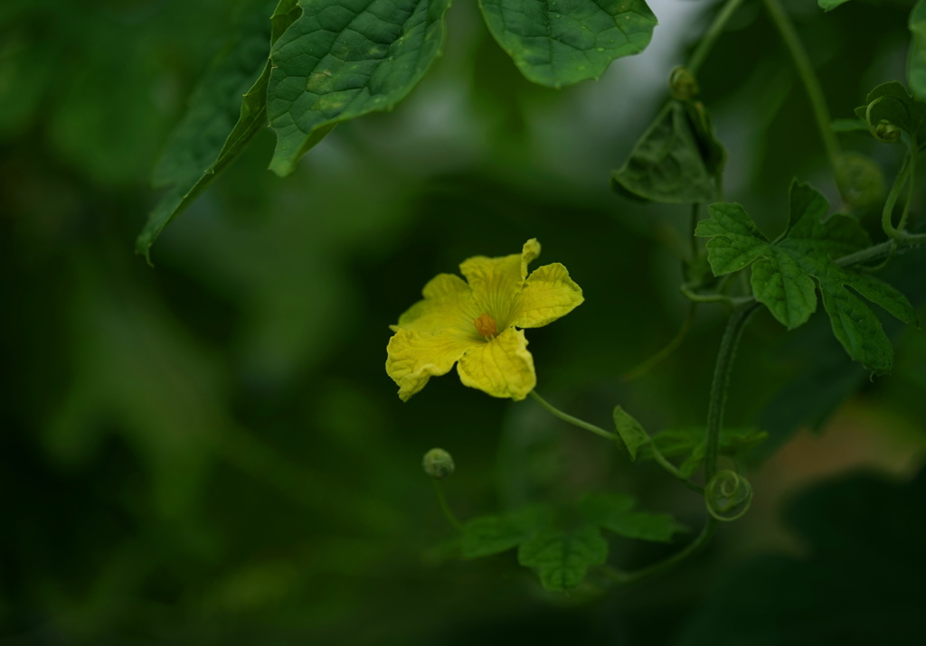 ゴーヤの花
