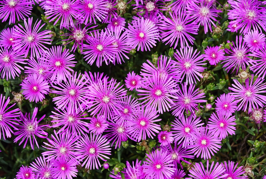 花火