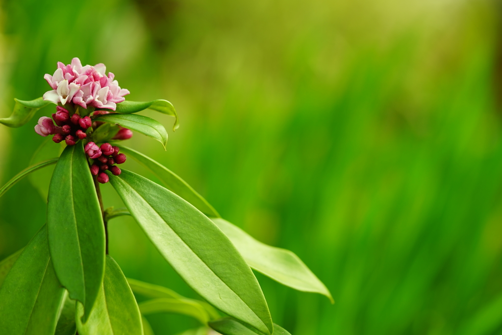 沈丁花